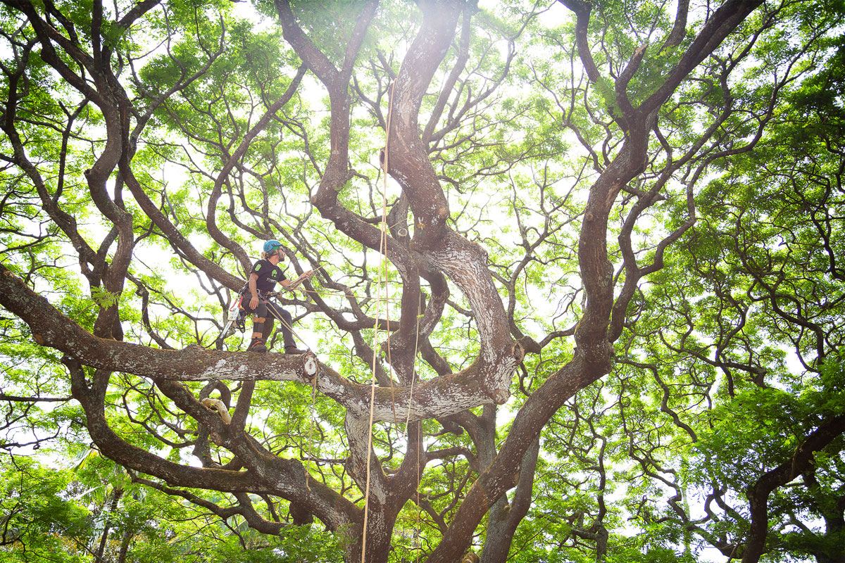 climbinghi-tree-care-management-services