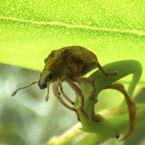 eucalyptus snout weevil