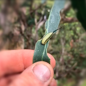 eucalyptus tortoise beetle larvae