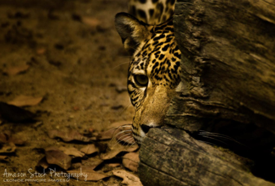 jaguar-leo-pic-amazon-climbinghi