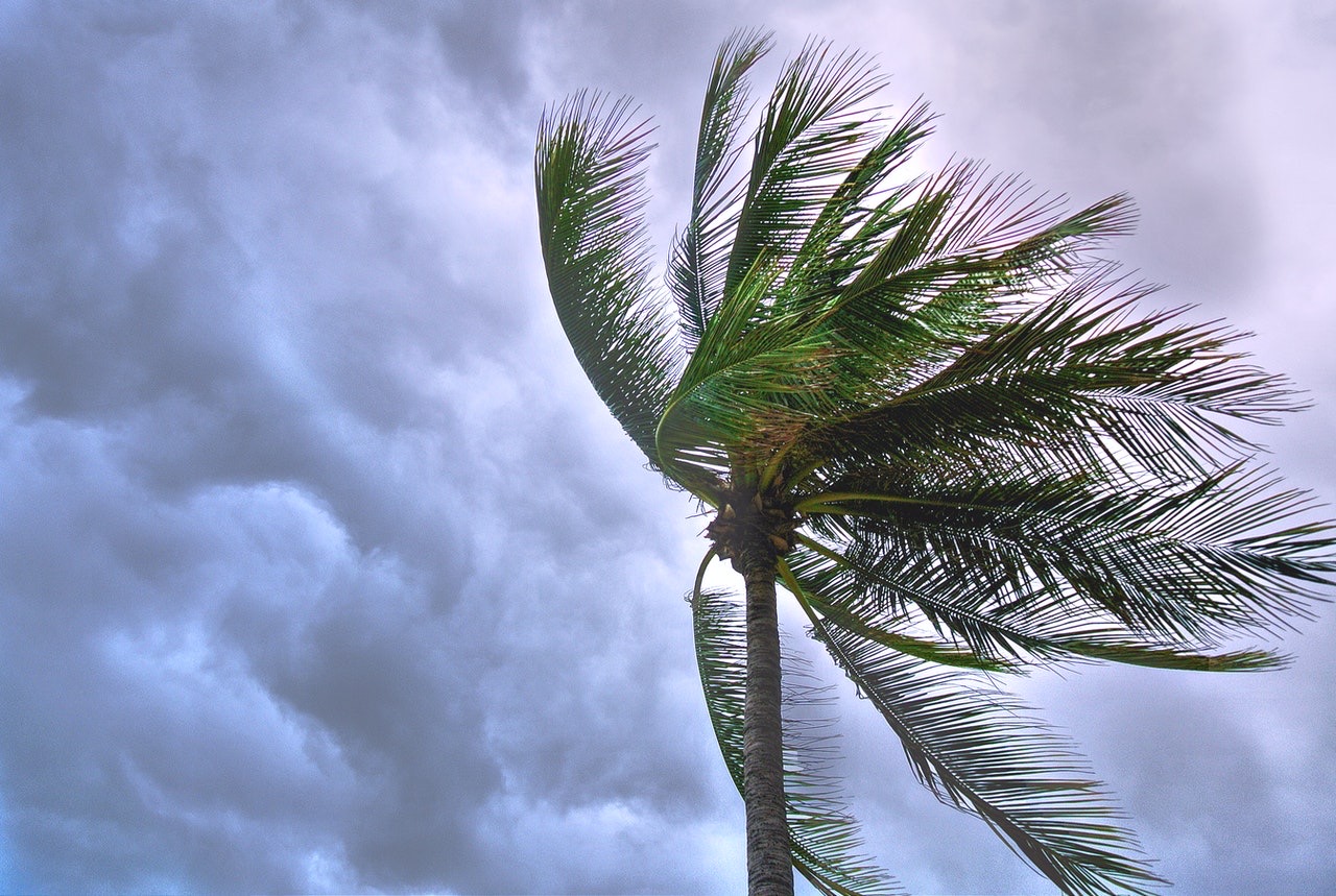 palm tree blown by hurricane winds