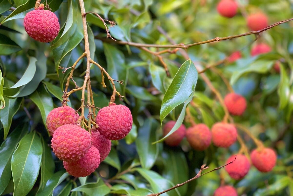 lychee tree branch with fruit