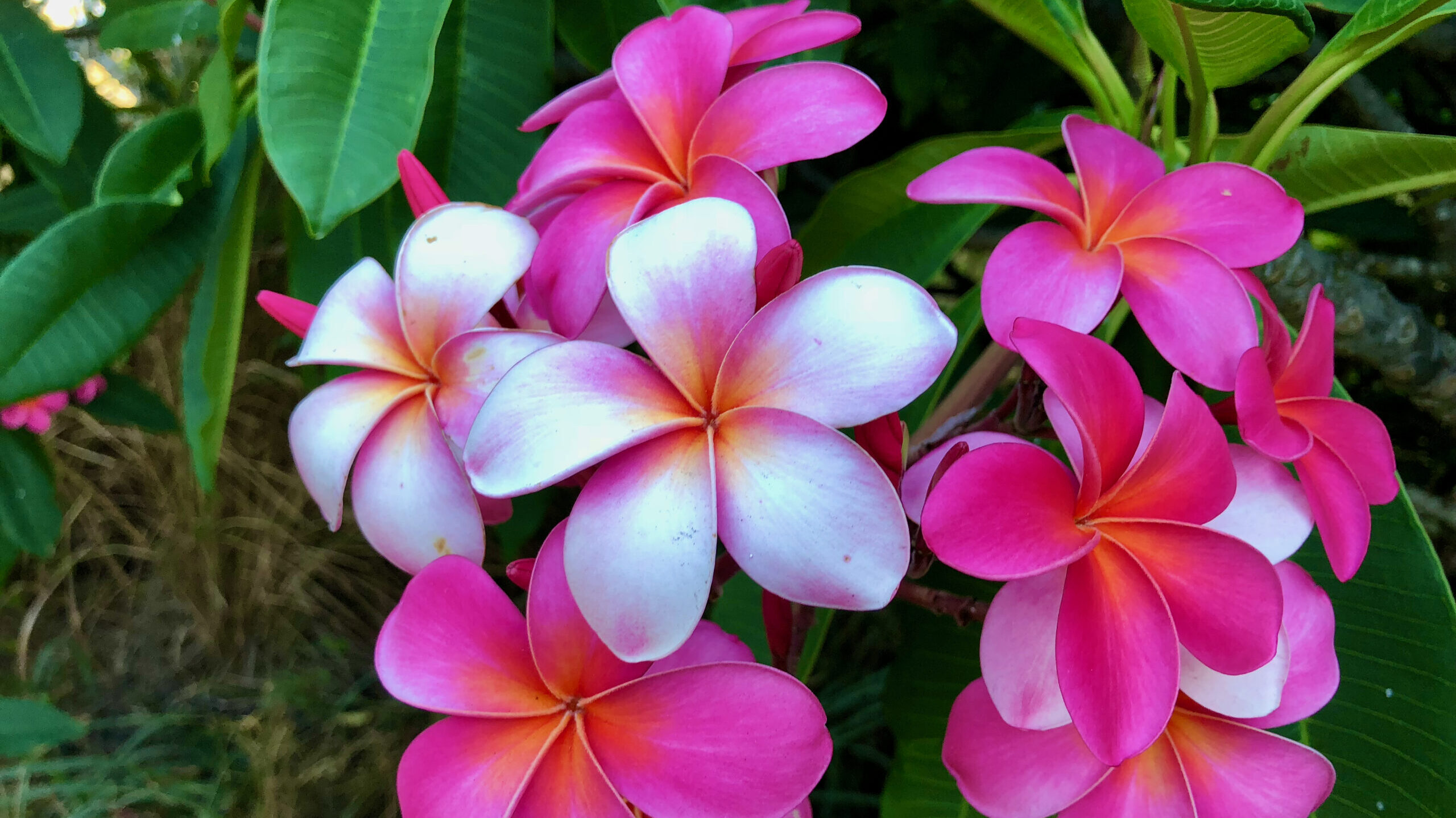 Maui plumeria flowers