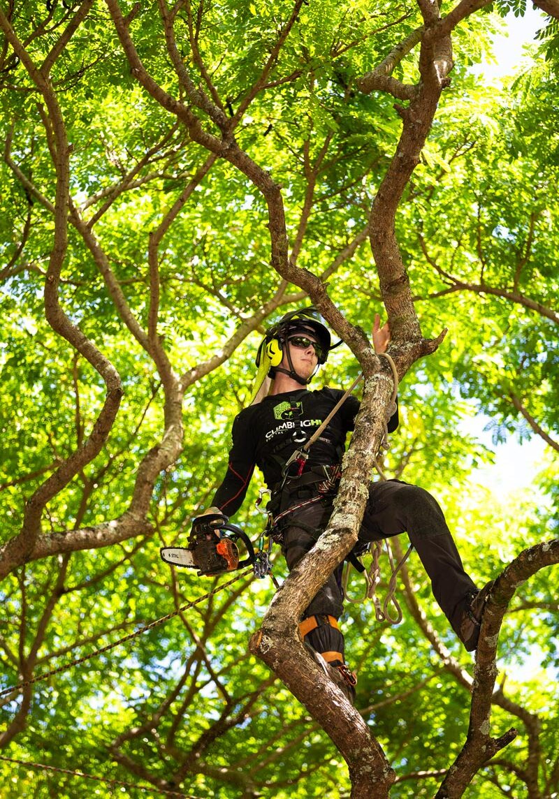 climbinghi-maui-tree-pruning-monkey-pod