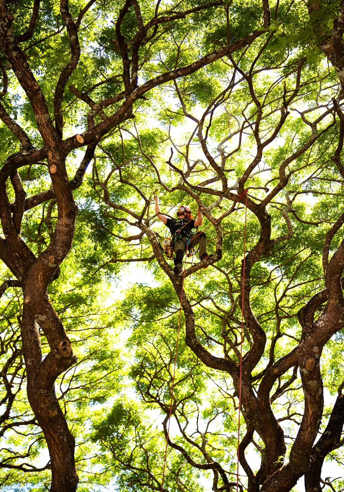climbinghi-verticle-background-tree-trimming